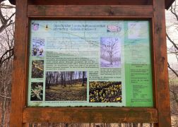 Winterlinge  Gelbe Pracht In Jena 2024 25